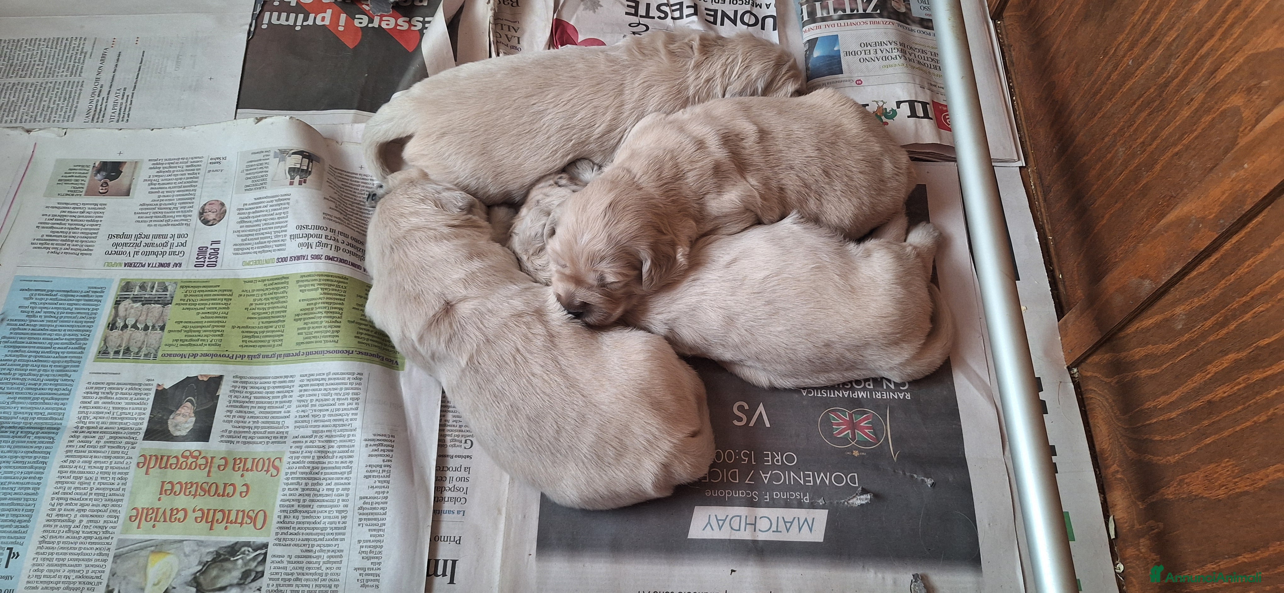 Golden Retriever cani Cucciolata di Golden Retriever - Annuncio 3