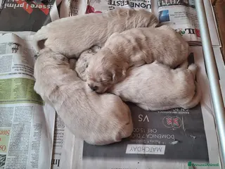 Golden Retriever cani Cucciolata di Golden Retriever - Annuncio 1