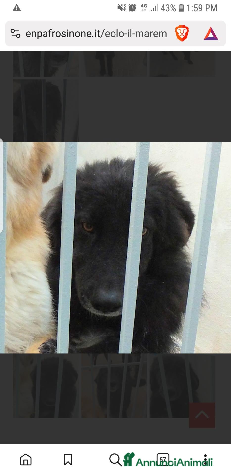 Meticcio cani EOLO, 4 ANNI, il nero bello e gentile - Annuncio 28