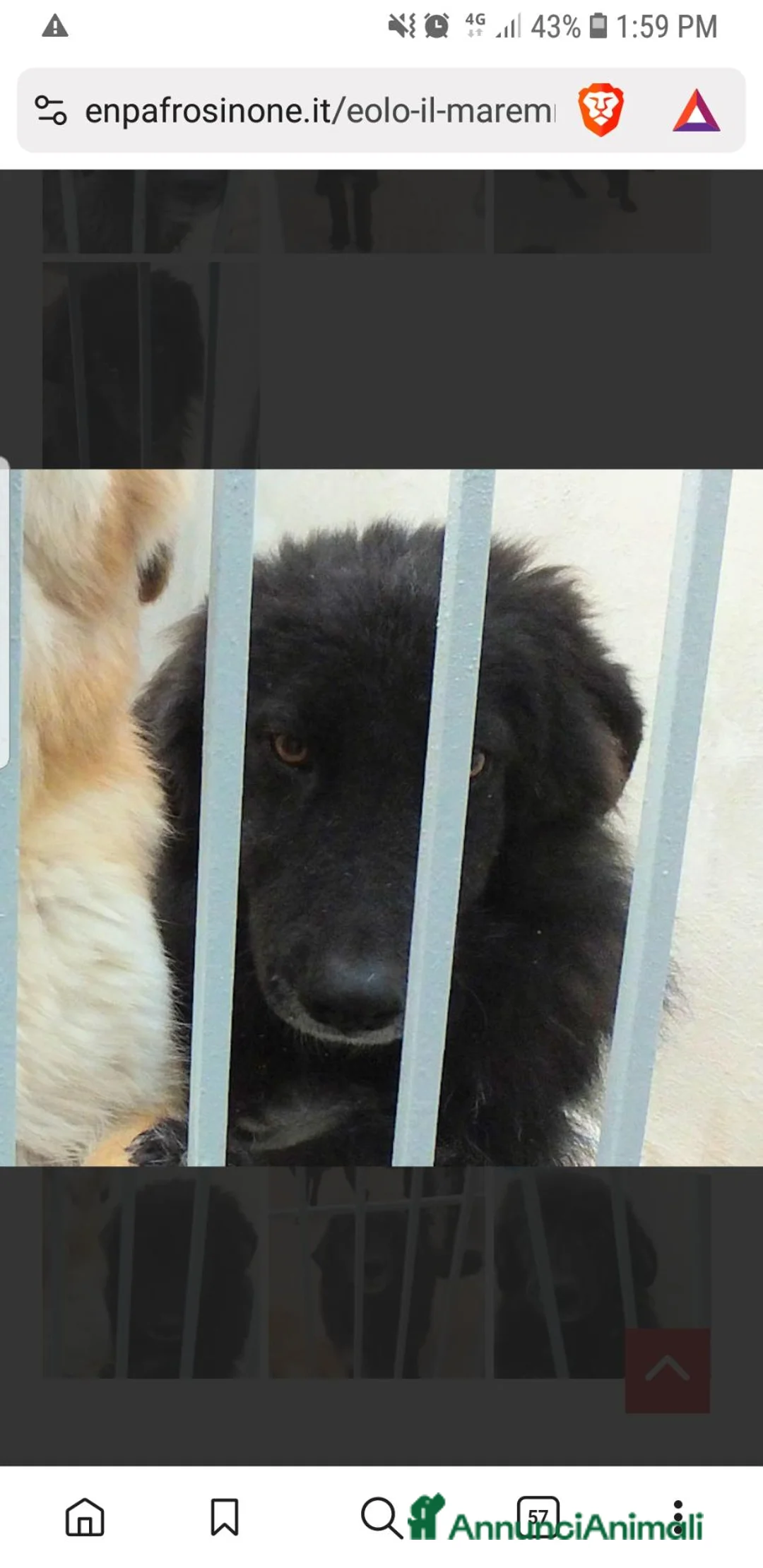 Meticcio cani in regalo: EOLO, 4 ANNI, il nero bello e gentile - Annuncio 1