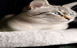Siamese gatti per accoppiamento: Siamese per accoppiamento a Provincia di Monza e della Brianza - Immagine 3