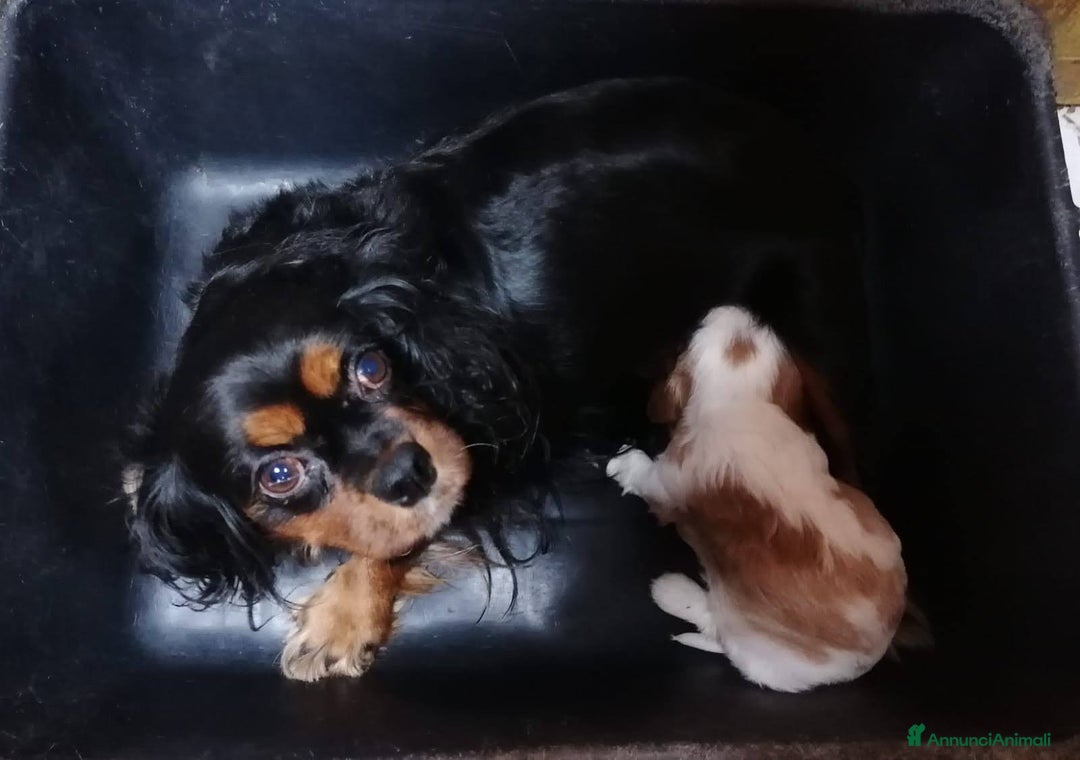 Cavalier King cani in vendita: Cavalier King Charles Spaniel cuccioli - Annuncio 9