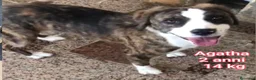 Meticcio cani in regalo: Cani di taglia piccola e contenuta  a Provincia di Pistoia - Annuncio 8