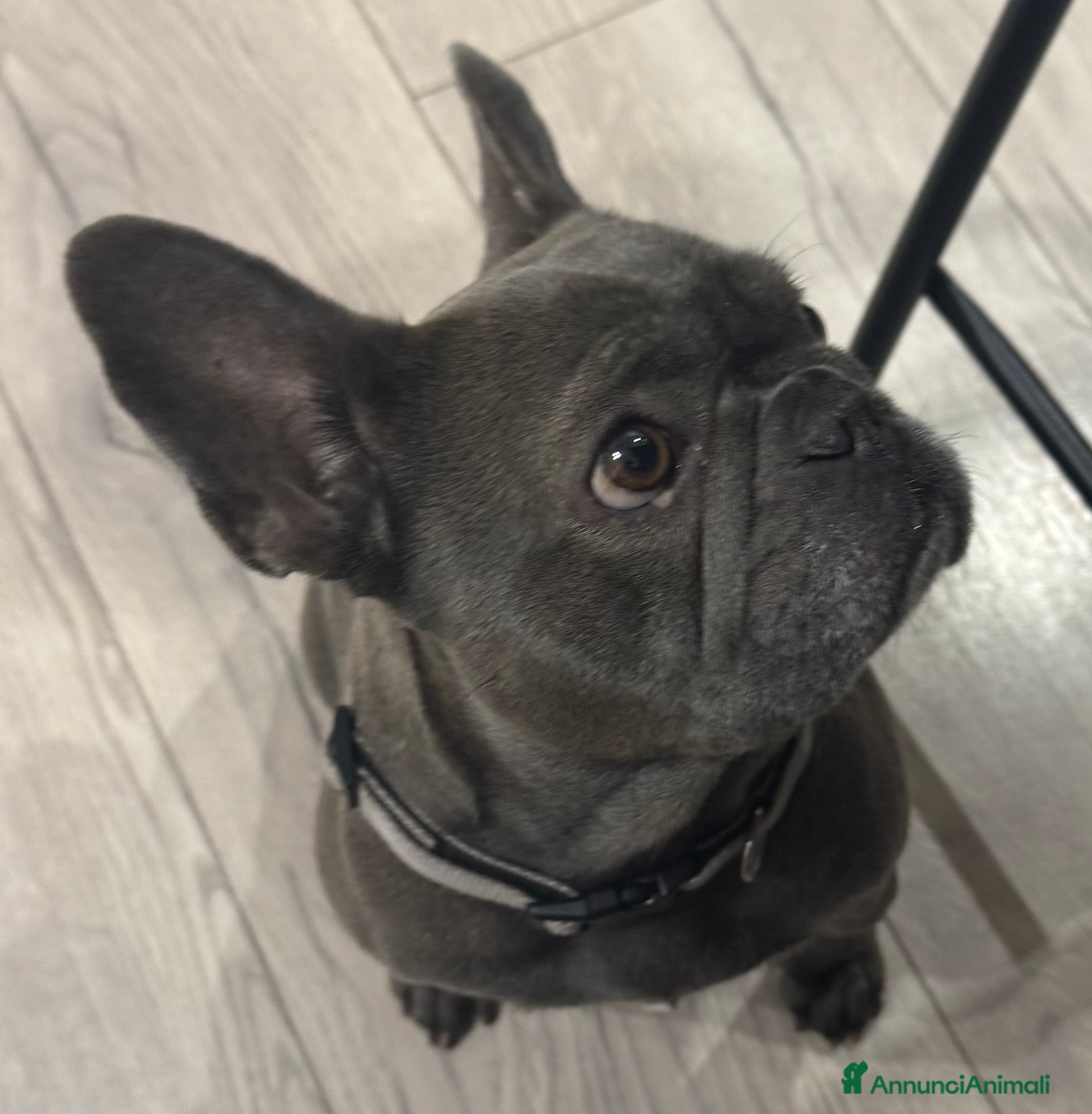 Bulldog Francese cani Bulldog francese - Annuncio 7