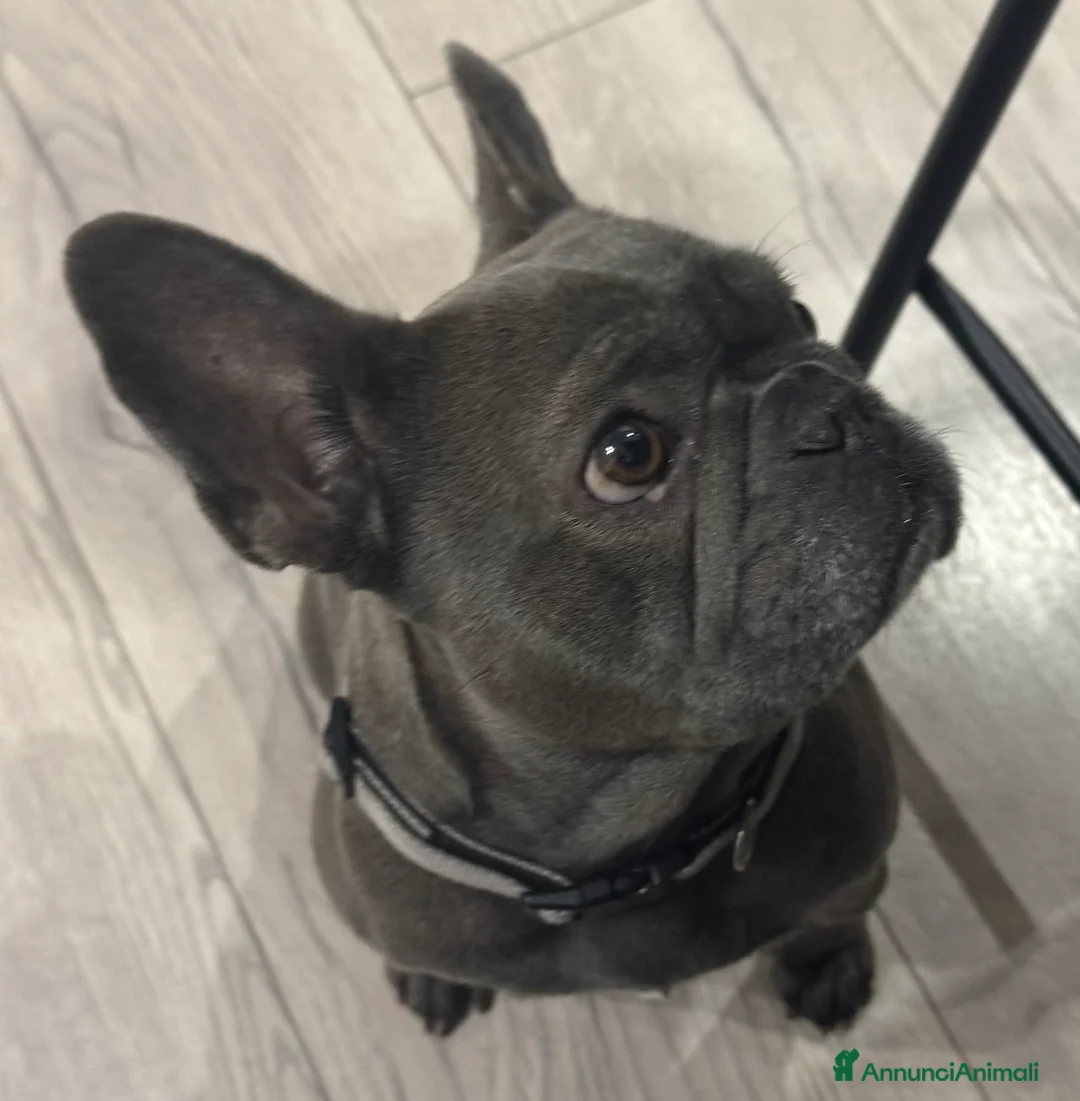 Bulldog Francese cani in vendita: Bulldog francese - Annuncio 1
