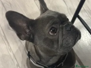 Bulldog Francese cani Bulldog francese - Annuncio 7