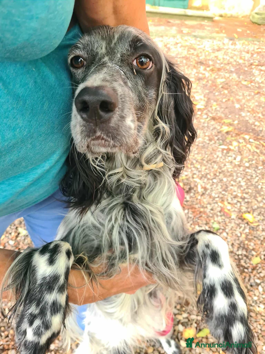 Setter Inglese cani in regalo: GINO, simpaticissimo SETTER INGLESE! - Annuncio 3