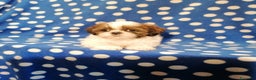 Shih Tzu cani in vendita: Shih Tzu cuccioli taglia toy - Annuncio 5