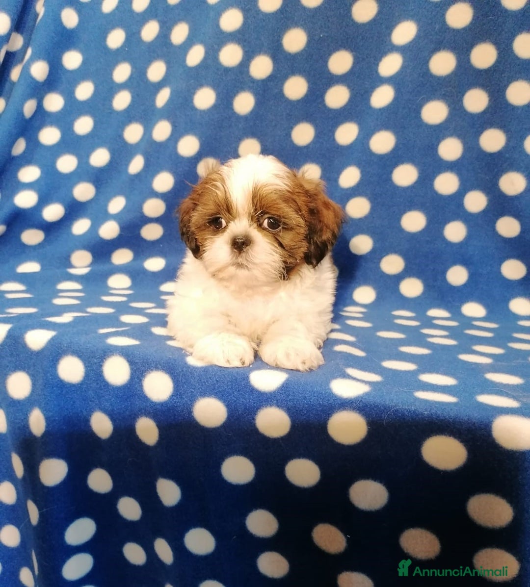 Shih Tzu cani in vendita: Shih Tzu cuccioli taglia toy - Annuncio 5