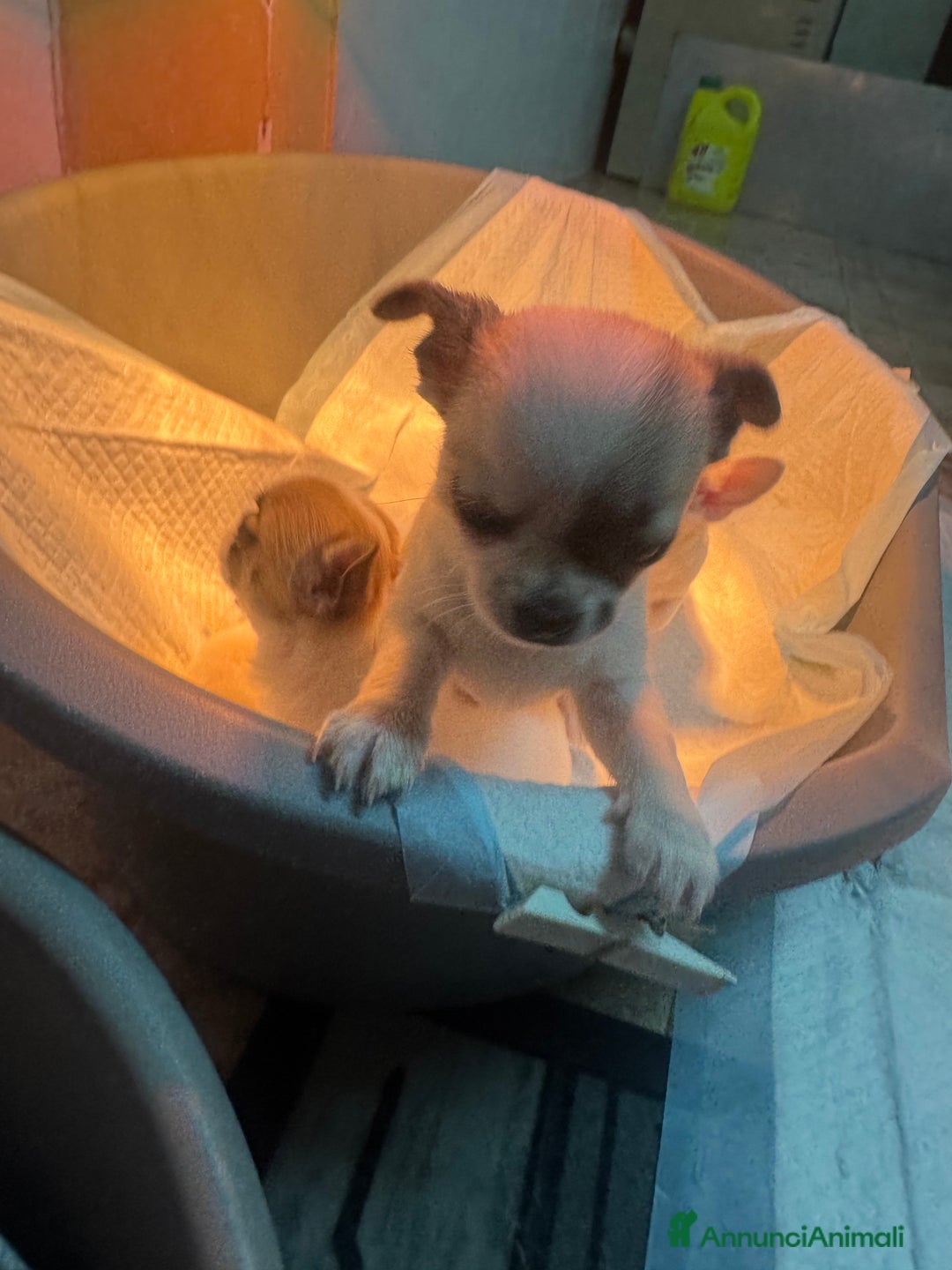 Chihuahua cani in vendita: Cucciole di chihuahua - Annuncio 7