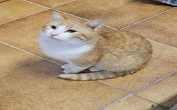 Europeo gatti in regalo: affettuoso tatone in regalo a Provincia di Chieti - Immagine 2