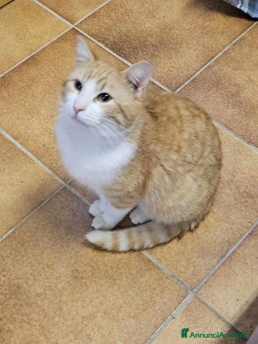 Europeo gatti in regalo: affettuoso tatone in regalo a Provincia di Chieti - Immagine 2