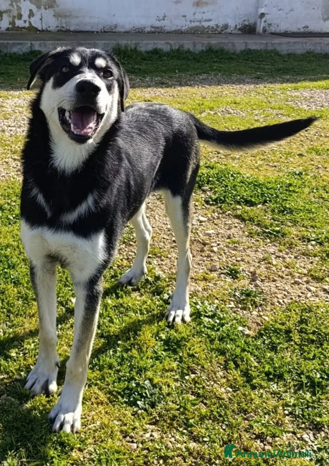 Meticcio cani in regalo: Kevin magnifico cucciolone a Città Metropolitana di Bologna - Annuncio 2