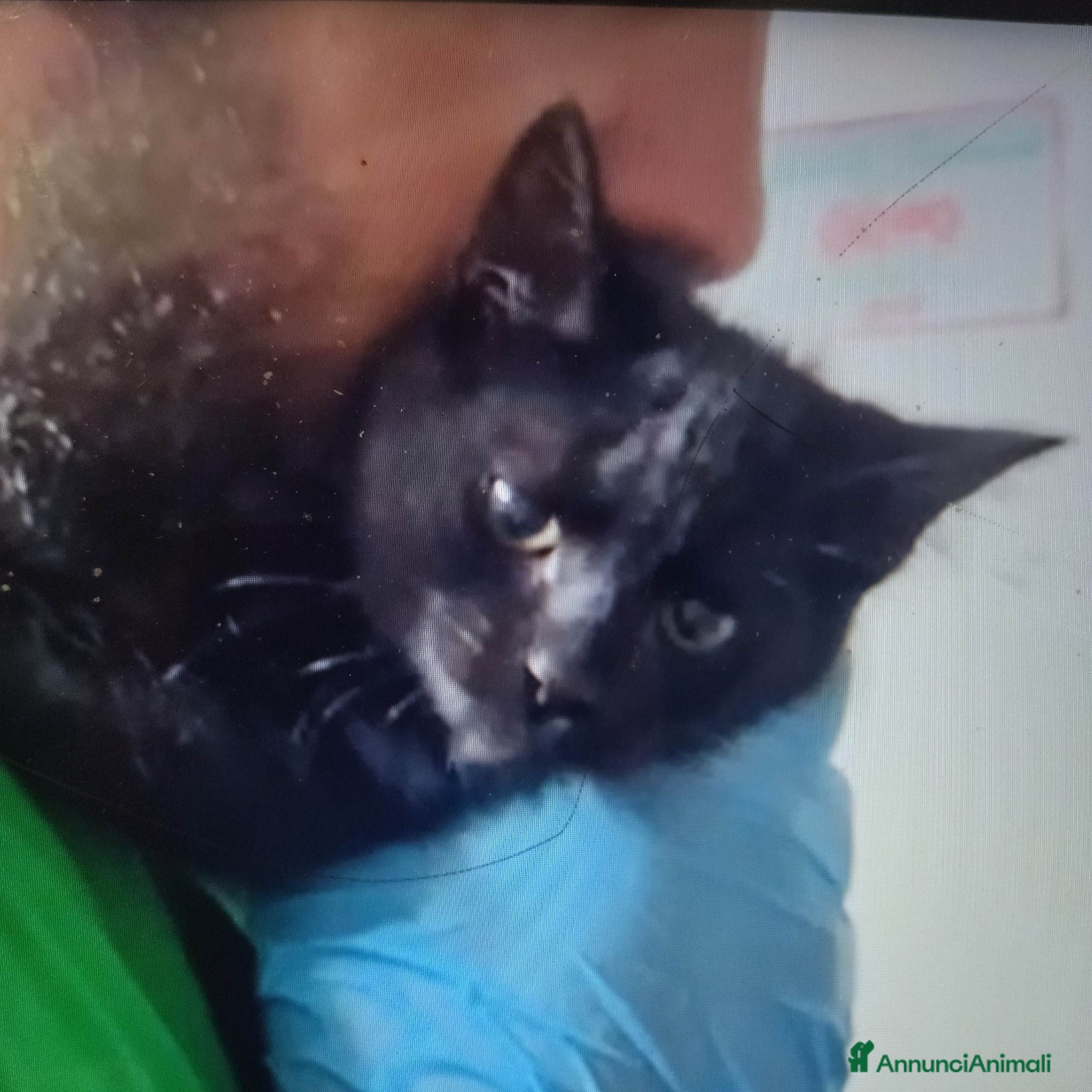 Europeo gatti GATTINO NERO - Annuncio 1