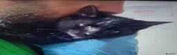 Europeo gatti in regalo: GATTINO NERO - Annuncio 1