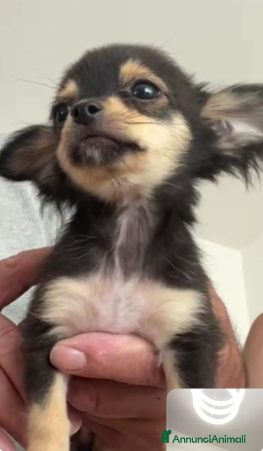 Chihuahua cani in vendita: chihuahua messicano a Città metropolitana di Roma Capitale - Immagine 3