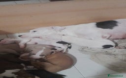 Pitbull cani in vendita: CUCCIOLI DI PITBULL a Provincia di Viterbo - Immagine 29