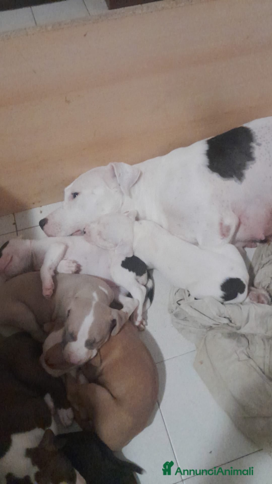 Pitbull cani in vendita: CUCCIOLI DI PITBULL a Provincia di Viterbo - Immagine 29