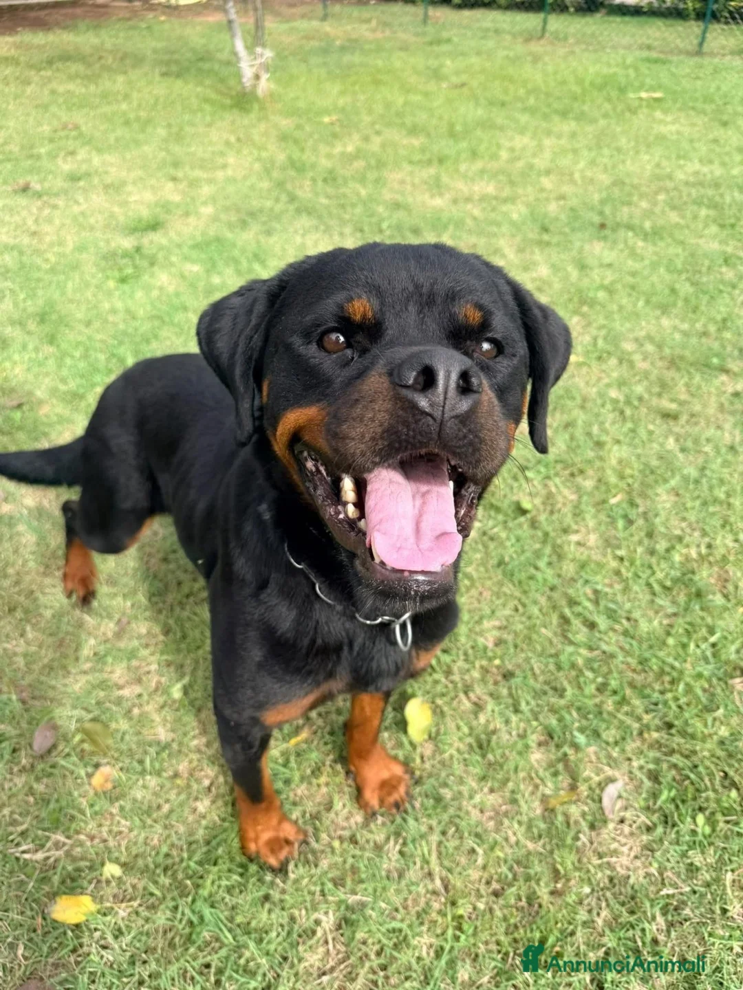 Rottweiler cani in regalo: Agata, dolcissima rottwailer - Annuncio 1