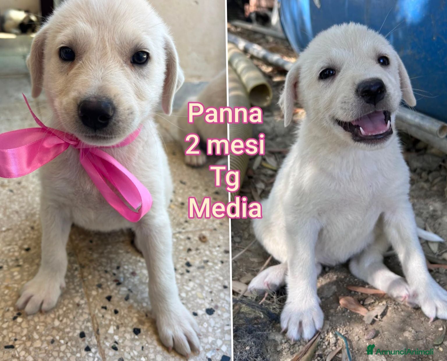 Meticcio cani TROPPI CUCCIOLI SOLI IN RIFUGIO  - Annuncio 10