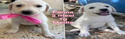 Meticcio cani in regalo: TROPPI CUCCIOLI SOLI IN RIFUGIO  a Provincia di Verona - Annuncio 1