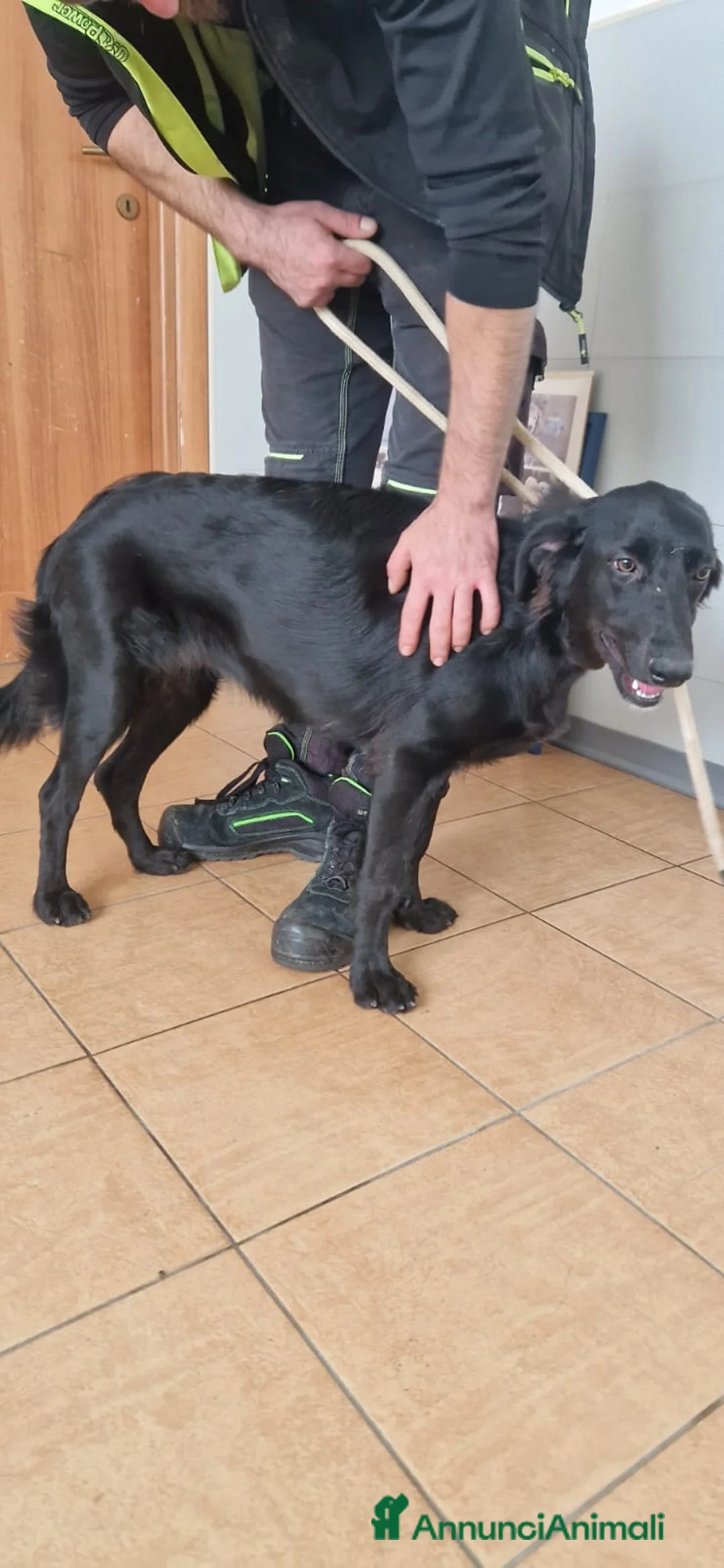 Setter Inglese cani in regalo: Jessica, Setter femmina in Canile - Annuncio 2