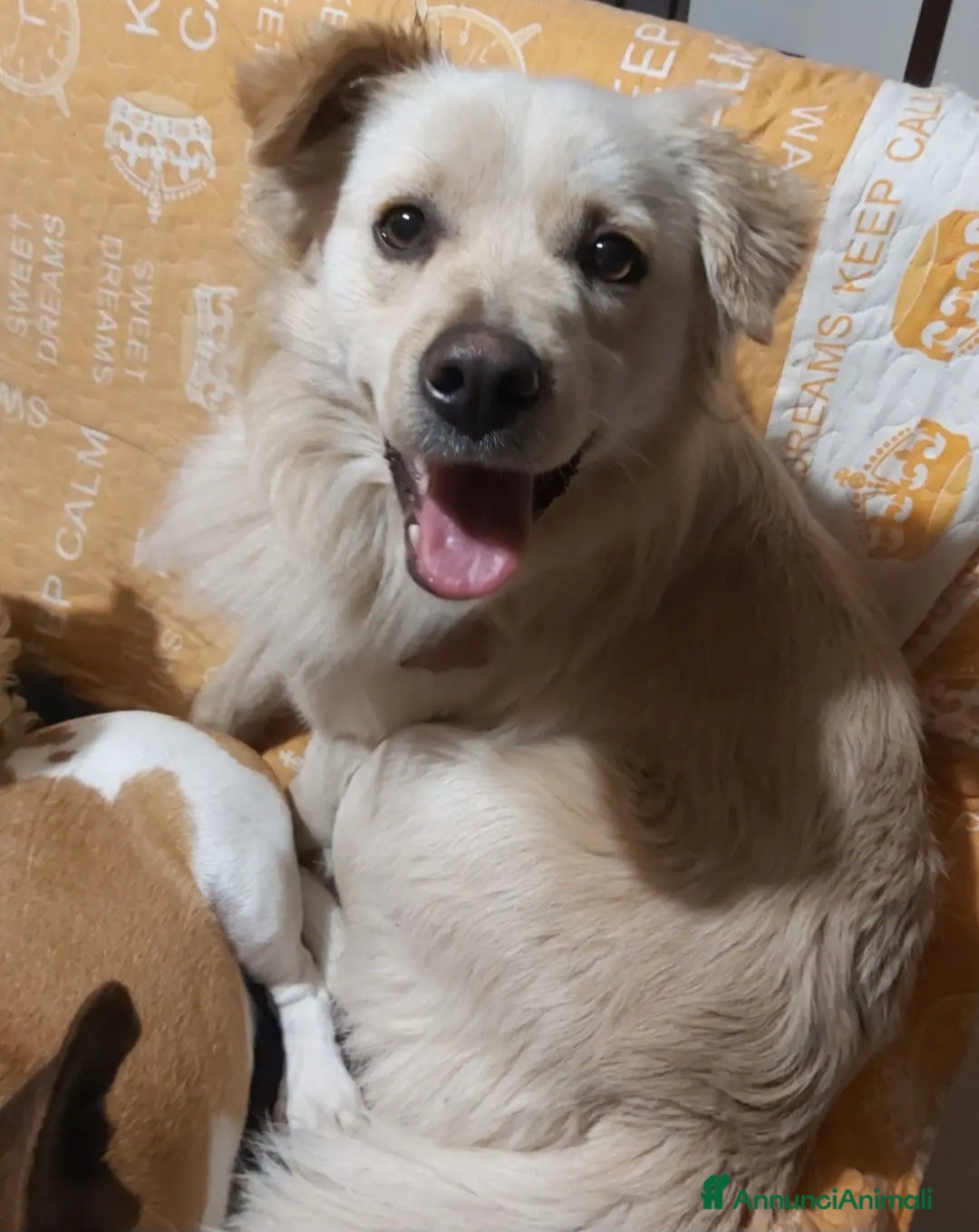 Meticcio cani Maschietto 2anni kg12 sbattuto fuori casa!CALABRIA - Annuncio 5