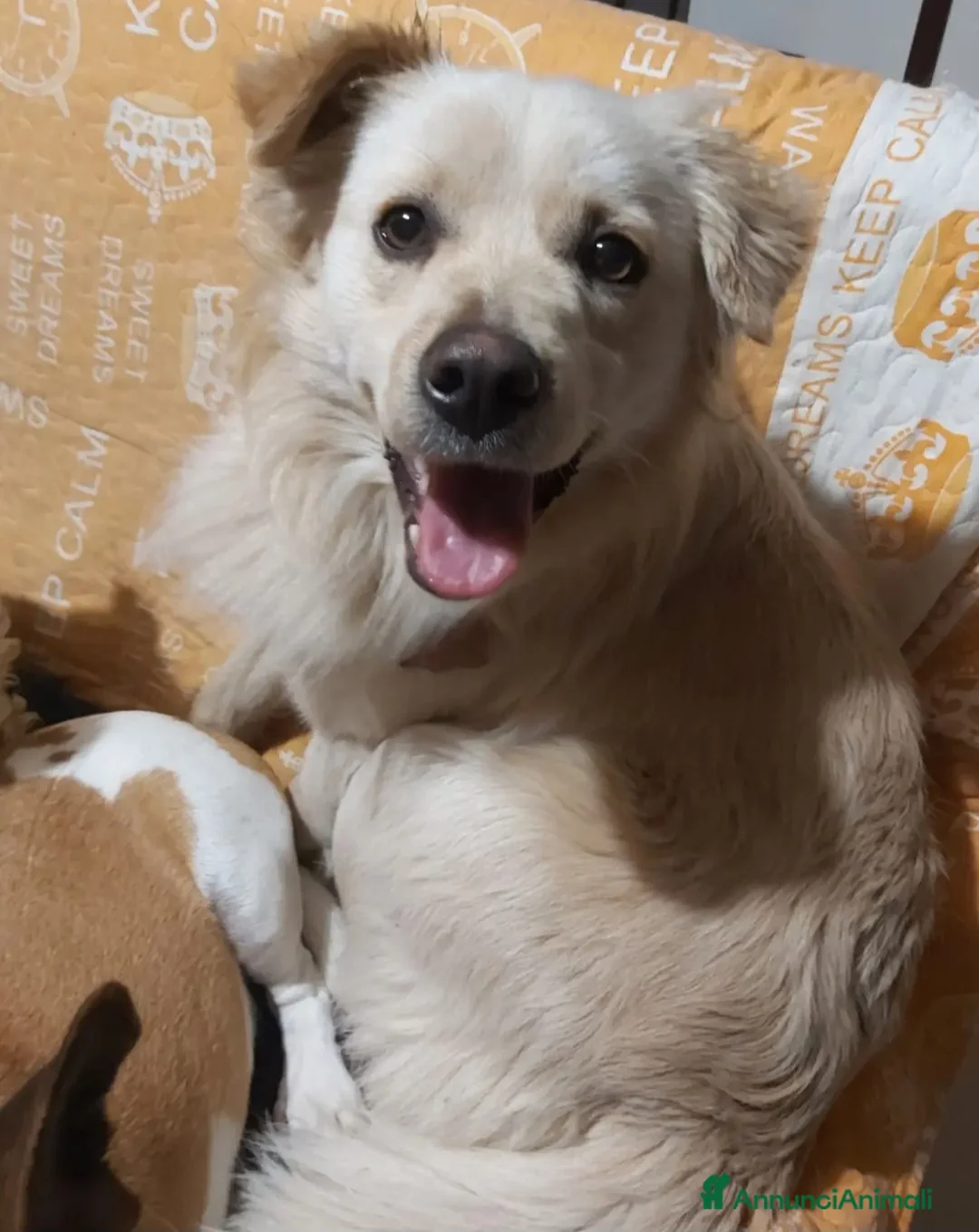 Meticcio cani in vendita: Maschietto 2anni kg12 sbattuto fuori casa!CALABRIA - Annuncio 1