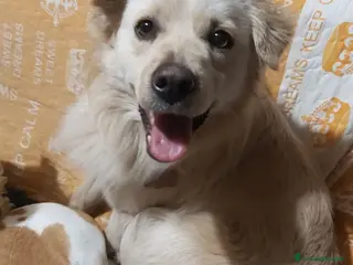 Meticcio cani Maschietto 2anni kg12 sbattuto fuori casa!CALABRIA - Annuncio 5