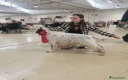 Setter Inglese cani in vendita: CUCCIOLI DI SETTER INGLESE a Provincia di Arezzo - Immagine 7