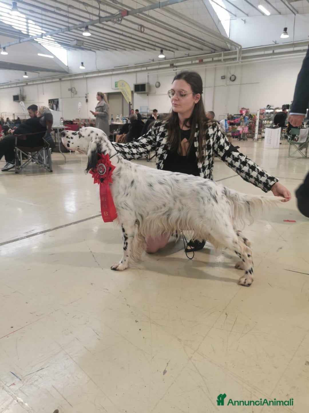 Setter Inglese cani in vendita: CUCCIOLI DI SETTER INGLESE a Provincia di Arezzo - Immagine 7
