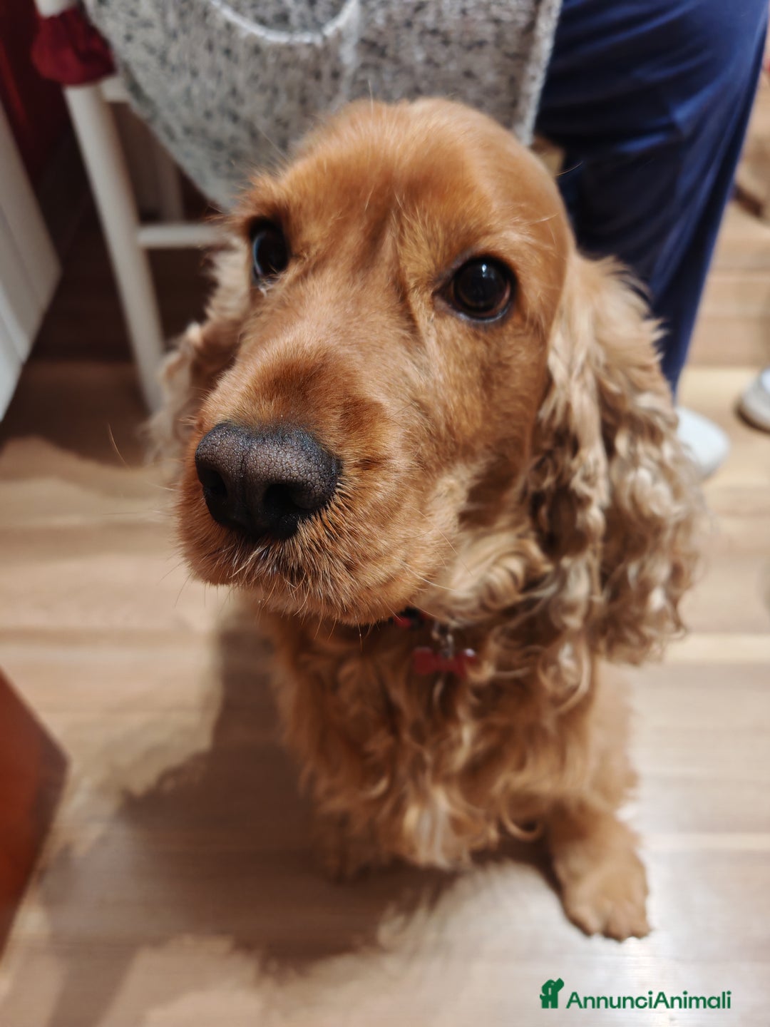 Cocker cani in regalo: Vendo cocker  - Annuncio 5