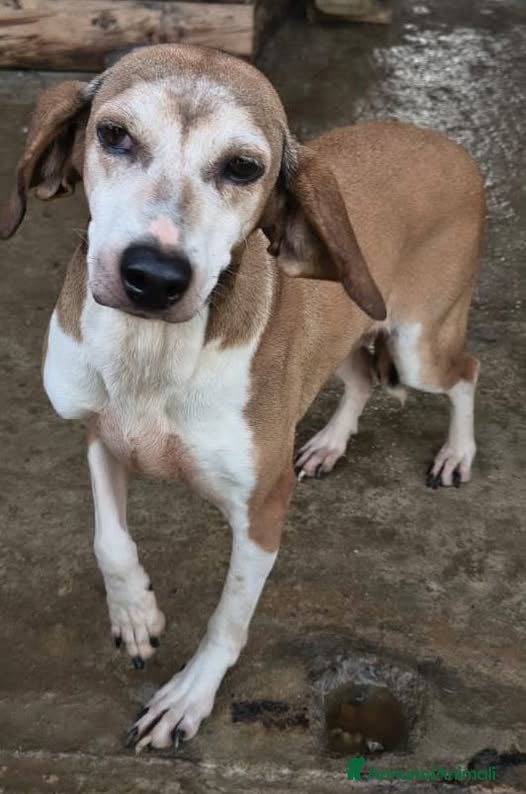 Segugio cani Ida .. - Annuncio 26