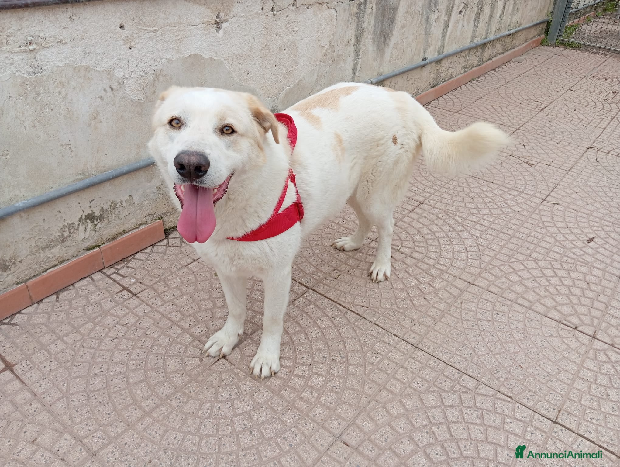 Meticcio cani Nuage: cucciolona taglia media socievole  a Città Metropolitana di Genova - Annuncio 2