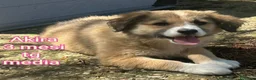 Meticcio cani in regalo: TROPPI CUCCIOLI SOLI IN RIFUGIO  a Provincia di Verona - Annuncio 6