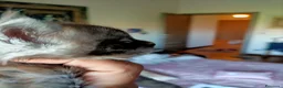 Maine Coon gatti in vendita: Cucciolo Maine Coon - Annuncio 4
