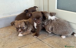 Chihuahua cani in vendita: Cuccioli di chihuahua  a Città metropolitana di Milano - Immagine 12