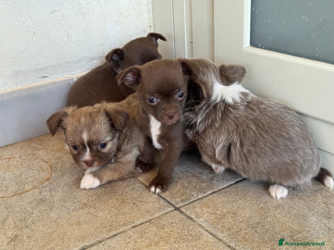 Chihuahua cani in vendita: Cuccioli di chihuahua  a Città metropolitana di Milano - Immagine 12