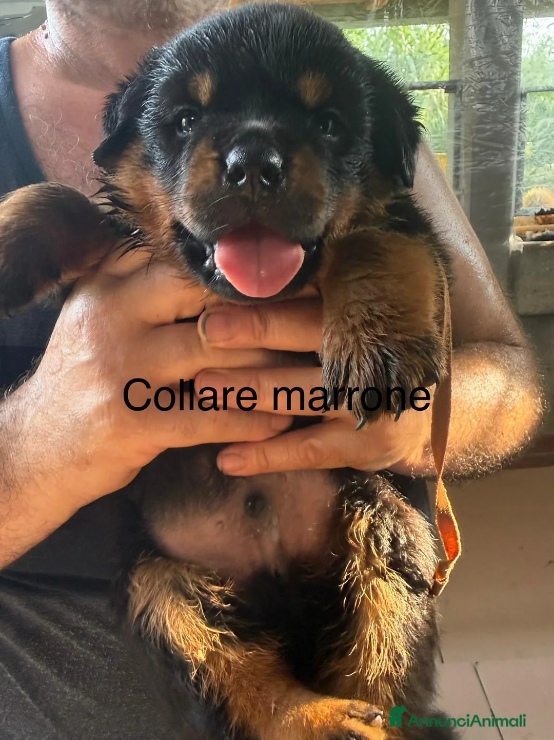 Rottweiler cani in vendita: Rottweiler cuccioli - Annuncio 2
