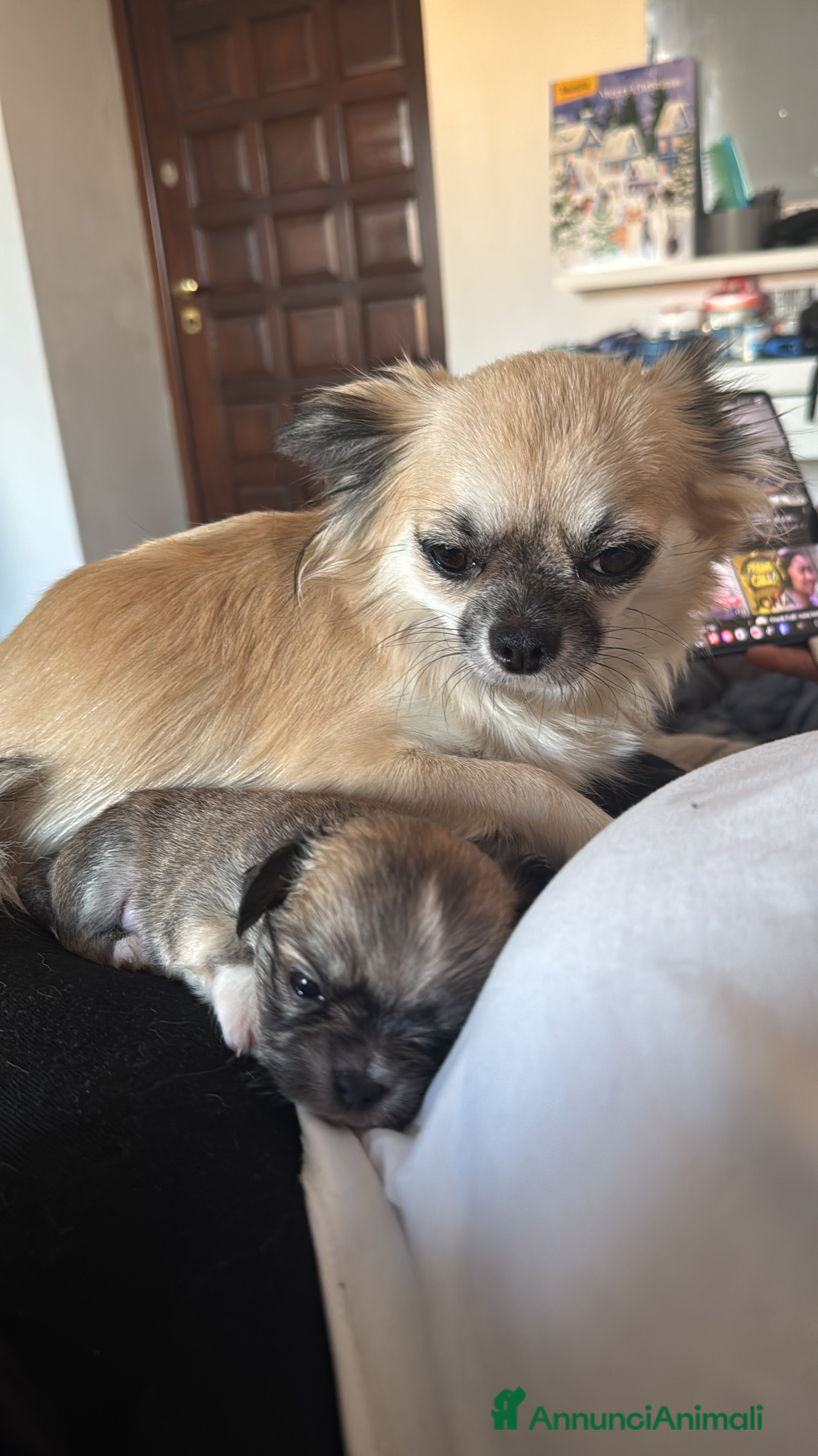 Chihuahua cani Chihuahua pelo lungo  - Annuncio 5