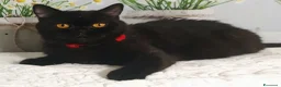 British gatti in vendita: British Shorthair Gloria  - Annuncio 1
