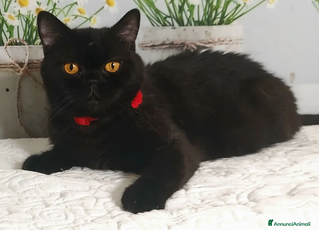 British gatti in vendita: British Shorthair Gloria  - Annuncio 1
