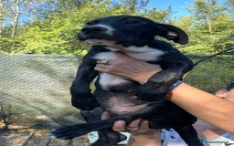 Meticcio cani in regalo: IL SIMPATICO MUSETTO DI THOR - Immagine 4