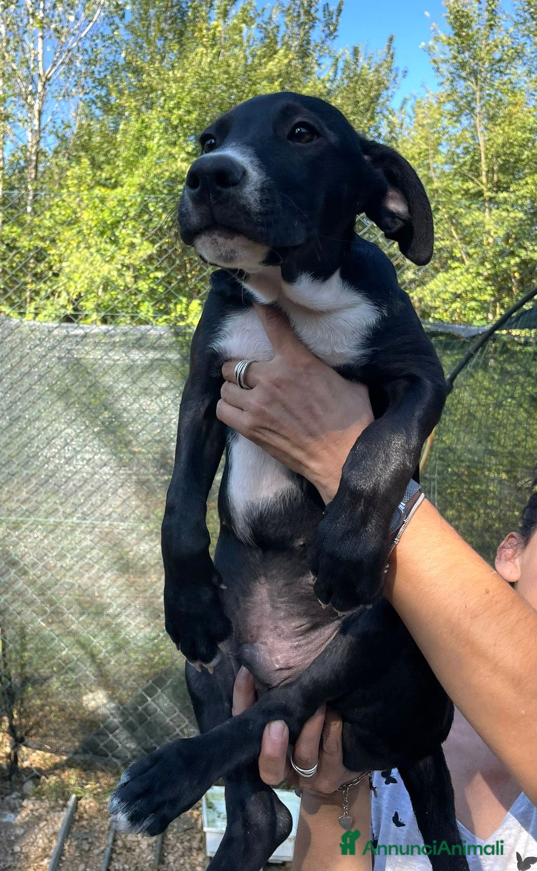 Meticcio cani in regalo: IL SIMPATICO MUSETTO DI THOR - Immagine 4