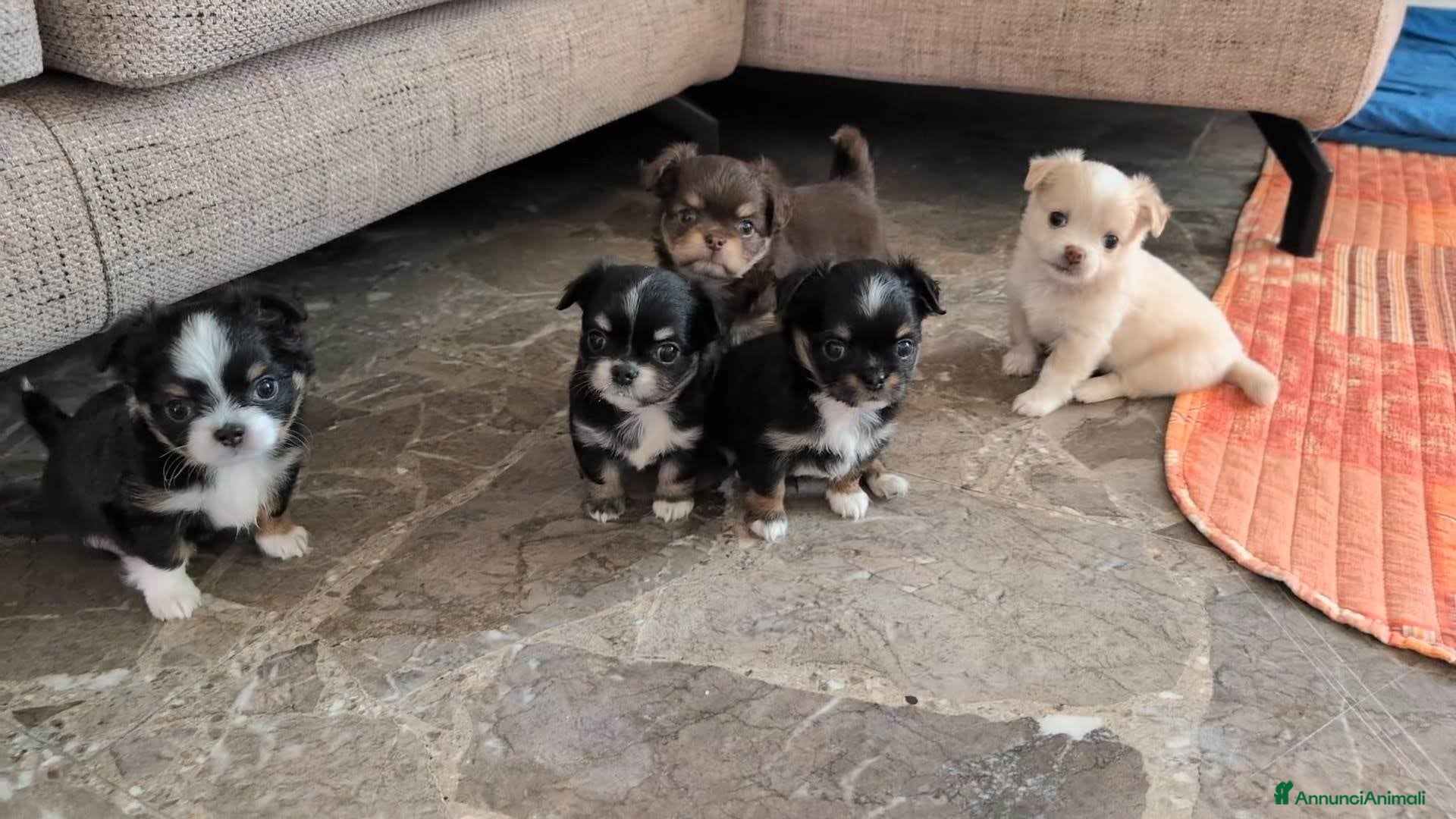 Chihuahua cani Cuccioli di Chihuahua - Annuncio 1