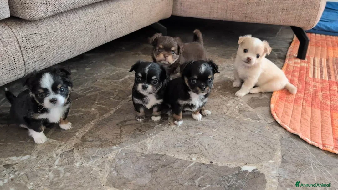 Chihuahua cani in vendita: Cuccioli di Chihuahua a Provincia di Rieti - Annuncio 1