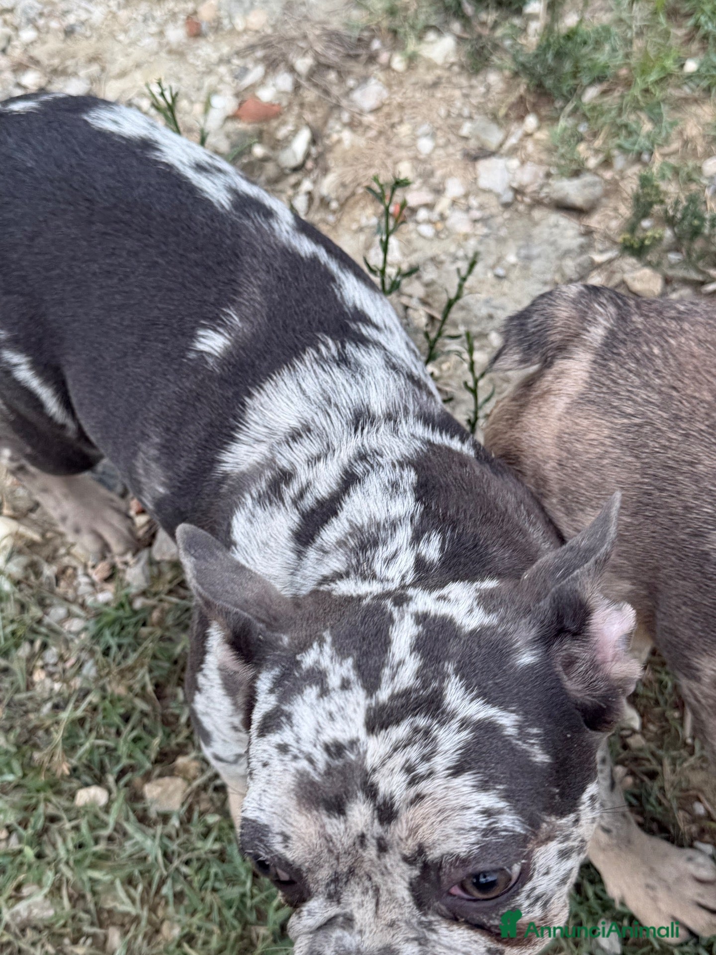 Bulldog Francese cani in vendita: Bulldog francese esistito  - Annuncio 2