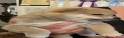 Shiba Inu cani in vendita: Shiba inu cuccioli  - Annuncio 16