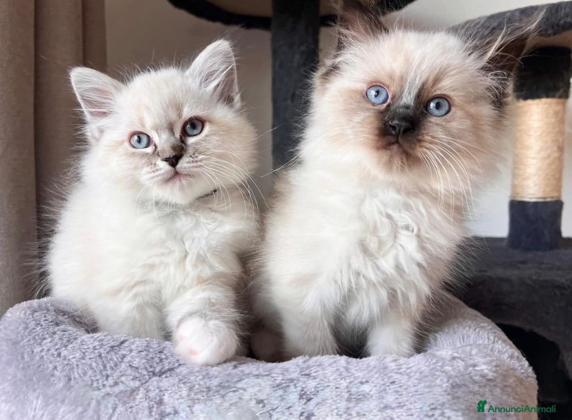 Ragdoll gatti in vendita: Bellissimi cuccioli di ragdoll - Annuncio 3