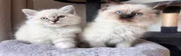 Ragdoll gatti in vendita: Bellissimi cuccioli di ragdoll - Annuncio 1